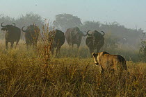 Cape buffalo (Syncerus caffer caffer) stand in defensive line against approaching African lioness (Panthera leo) Okavango Delta, Botswana