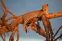Leopard (Panthera pardus) relaxing on tree branches in evening sun, Okavango Delta, Botswana