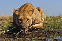 African lion (Panthera leo) low angle view of lioness drinking from puddle, Okavango Delta, Botswana
