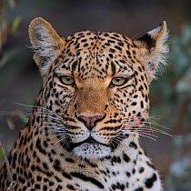 Leopard portrait (Panthera pardus) Okavango Delta, Botswana