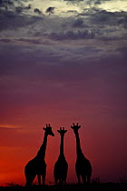 Giraffe (Giraffa camelopardalis) three standing together, silhouetted at dusk, Okavango Delta, Botswana