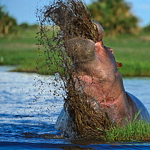 Hippopotamus (Hippopotamus amphibius) action shot ripping up aquatic vegetation, Okavango Delta, Botswana