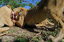 African lions (Panthera leo) close up and low angle shot of pride feeding on carcass, Okavango Delta, Botswana