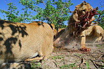 African lion (Panthera leo) close up and low angle shot of male snatching away part of carcass from rest of pride, Okavango Delta, Botswana