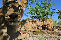 African lion (Panthera leo) close up view of pride feeding, lioness looking directly into lens, Okavango Delta, Botswana