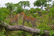Leopard (Panthera pardus) female nuzzles cub on fallen tree branch, with tourists watching from vehicle, Okavango Delta, Botswana
