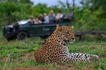 Leopard (Panthera pardus) resting portrait, with tourists watching from vehicle, Okavango Delta, Botswana