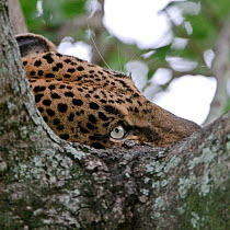 Leopard (Panthera pardus) partial head view of adult resting in tree, Okavango Delta, Botswana