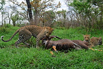 Leopard (Panthera pardus) two individuals with Sable carcass (Hippotragus niger) Okavango Delta, Botswana