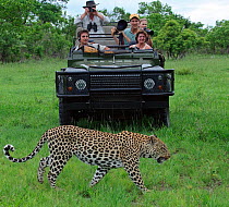 Leopard (Panthera pardus) walking in front of safari vehicle with tourists watching, Okavango Delta, Botswana