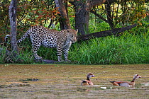 Leopard (Panthera pardus) watching Egyptian geese on water (Alopochen aegyptiaca) Okavango Delta, Botswana