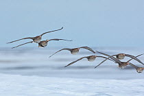 White fronted goose (Answer albifrons) flock in flight over ice, Agapa River, Taimyr Peninsula, Siberia, Russia
