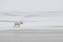 Solitary Caribou on ice (Rangifer tarandus) Agapa River, Taimyr Peninsula, Siberia, Russia