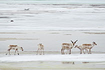 Caribou (Rangifer tarandus) small group on ice floe, Agapa River, Taimyr Peninsula, Siberia, Russia