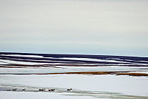 Caribou (Rangifer tarandus) travelling across melting ice, Agapa River, Taimyr Peninsula, Siberia, Russia, 2009