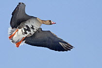 White fronted goose (Answer albifrons) in flight, Agapa River, Taimyr Peninsula, Siberia, Russia