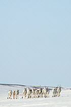 Caribou (Rangifer tarandus) herd migrating across ice, Agapa River, Taimyr Peninsula, Siberia, Russia
