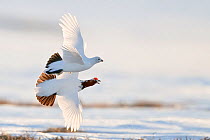 Willow grouse / ptarmigan (Lagopus lagopus) pair in flight, Agapa River, Taimyr Peninsula, Siberia, Russia