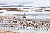 Bar tailed godwit (Limosa lapponica) in flight amongst a flock of mixed waders, Agapa River, Taimyr Peninsula, Siberia, Russia, June
