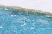 Aerial view of meltwater lake, with birds flying over surface, Taimyr Peninsula, Siberia, Russia, June 2010