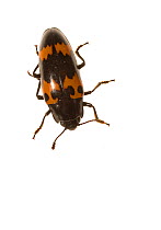 Pleasing fungus beetle (Megalodacne fasciata) dorsal view, Dacusville, Pickens County, South Carolina, USA, February. meetyourneighbours.net project