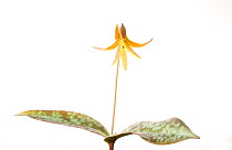 Trout lily (Erythronium americanum) in flower, Greenville, USA, March. meetyourneighbours.net project