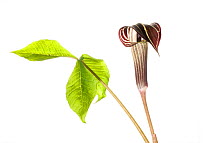 Jack-in-the-pulpit (Arisaema triphyllum) in flower, Greenville, USA, March.meetyourneighbours.net project