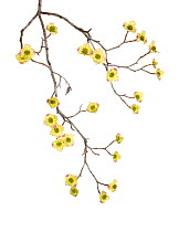 Dogwood (Cornus floridus) in flower, Pickens County, South Carolina, USA. meetyourneighbours.net project