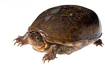 Eastern mud turtle (Kinosternon subrubrum) Dacusville, Pickens County, South Carolina, USA, March. meetyourneighbours.net project