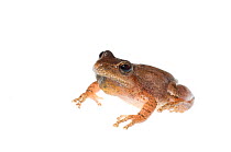Spring peeper (Hyla crucifer) Dacusville, Pickens County, South Carolina, USA, March. meetyourneighbours.net project