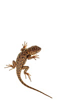 Eastern fence lizard (Sceloporus undulatus) Dacusville, South Carolina, USA, April. meetyourneighbours.net project