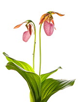 Pink lady's slipper orchid (Cypripedium acaule) Pickens County, South Carolina, USA, April. meetyourneighbours.net project
