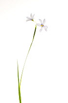 Pale blue-eyed grass (Sisyrinchium albidum) Dacusville, Pickens County, South Carolina, USA, May. meetyourneighbours.net project