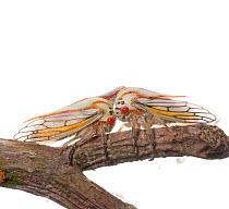 Oak treehopper (Platycotis vittata) two head to head on branch, Pickens County, South Carolina, USA, May. meetyourneighbours.net project