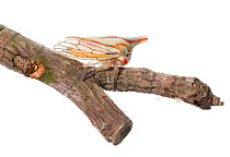 Oak treehopper (Platycotis vittata) on branch, Pickens County, South Carolina, USA, May. meetyourneighbours.net project