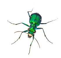 Six-spotted tiger beetle (Cicindela sexguttata) Pickens County, South Carolina, USA, May. meetyourneighbours.net project