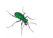 Six-spotted tiger beetle (Cicindela sexguttata) Pickens County, South Carolina, USA, May. meetyourneighbours.net project
