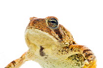 American toad (Bufo americanus) Dacusville, Pickens County, South Carolina, USA, May. meetyourneighbours.net project