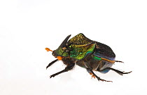 Rainbow scarab (Phanaeus vindex) Pickens County, South Carolina, USA, May. meetyourneighbours.net project