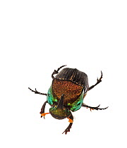Rainbow scarab (Phanaeus vindex) Pickens County, South Carolina, USA, May. meetyourneighbours.net project