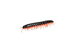 Red-sided flat millipede (Sigmoria aberrans) Pickens County, South Carolina, USA, May. meetyourneighbours.net project
