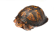 Eastern box turtle (Terrapene carolina) Dacusville, Pickens County, South Carolina, USA, May. meetyourneighbours.net project