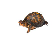 Eastern box turtle (Terrapene carolina) Dacusville, Pickens County, South Carolina, USA, May. meetyourneighbours.net project