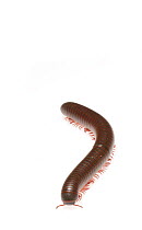 Millipede (Narceus americanus) Dacusville, Pickens County, South Carolina, USA, May. meetyourneighbours.net project