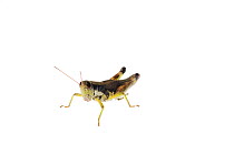 Green-legged grasshopper (Melanoplus viridipes) Dacusville, Pickens County, South Carolina, USA, June. meetyourneighbours.net project