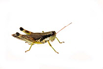 Green-legged grasshopper (Melanoplus viridipes) Dacusville, Pickens County, South Carolina, USA, June.meetyourneighbours.net project