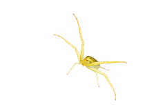Goldenrod crab spider (Misumena vatia) Dacusville, Pickens County, South Carolina, USA, June. meetyourneighbours.net project