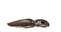 Eastern eyed click beetle (Alaus oculatus) Dacusville, Pickens County, South Carolina, USA, June. meetyourneighbours.net project