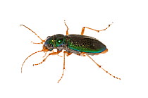 Virginia Metallic Tiger Beetle (Megacephala virginica) Dacusville, Pickens County, South Carolina, USA, June. meetyourneighbours.net project