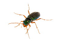 Virginia Metallic Tiger Beetle (Megacephala virginica) dorsal view, Dacusville, Pickens County, South Carolina, USA, June. meetyourneighbours.net project